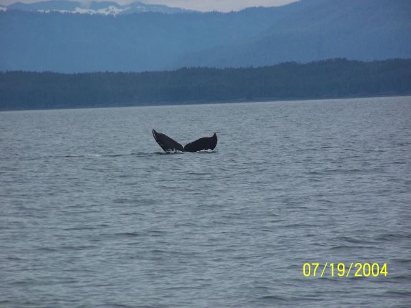 Whales